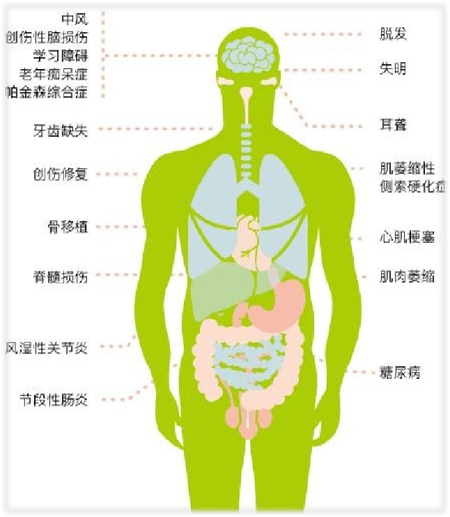 干细胞外泌体再生医学治疗外阴白斑-人类美丽发展史