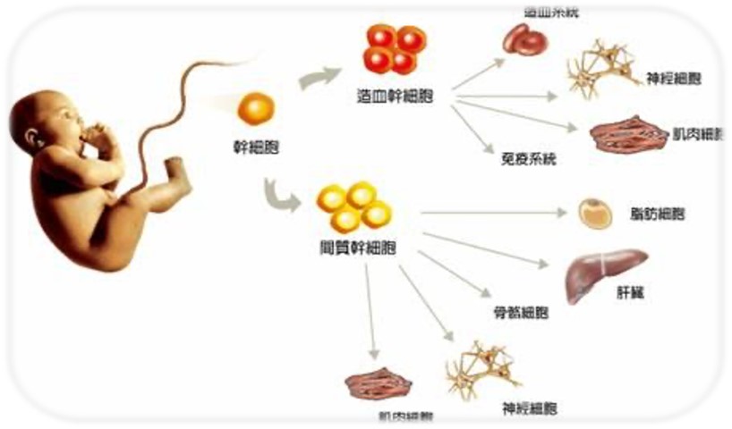 人类美丽4.0时代的核心载体-干细胞外泌体重新定义再生医学