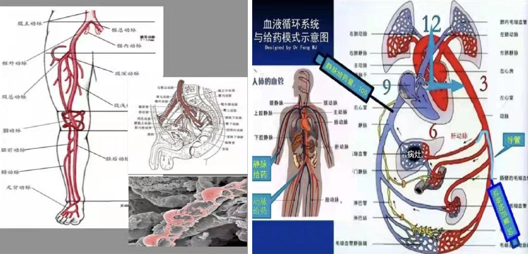 让男人更男人龙根生细胞微注射活化