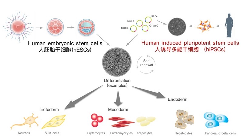 个体化iPS制备和分化成精原细胞让无精症患者也能拥有自己的健康宝宝