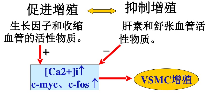 血管内皮细胞-血管再生干预心血管疾病