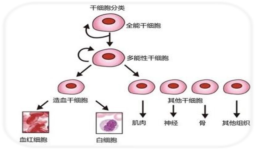 干细胞外泌体再生医学治疗外阴白斑-人类美丽发展史