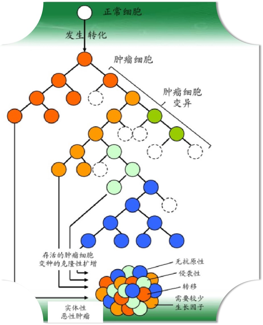 癌症的免疫细胞治疗