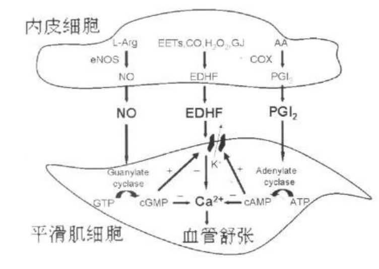 血管内皮细胞-血管再生干预心血管疾病