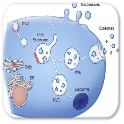 人类美丽4.0时代的核心载体-干细胞外泌体重新定义再生医学