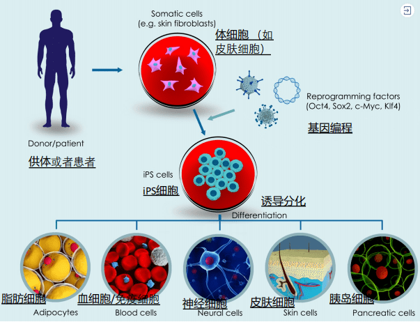 北联世纪采用iPS细胞技术个体化定向分化自身所需细胞