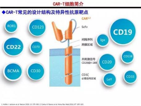 癌症的免疫细胞治疗