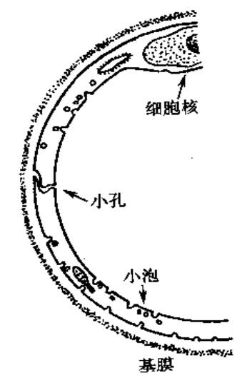 血管内皮细胞-血管再生干预心血管疾病