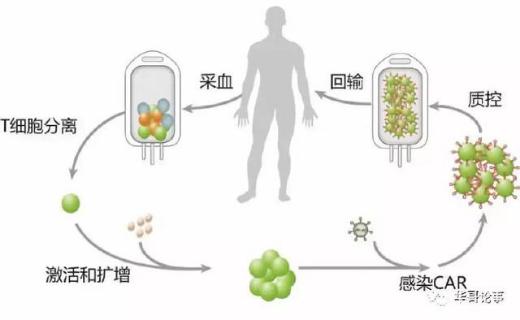 癌症的免疫细胞治疗