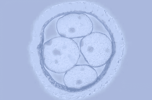 囊胚培育长的慢怎么办？不同原因解决方法不一样