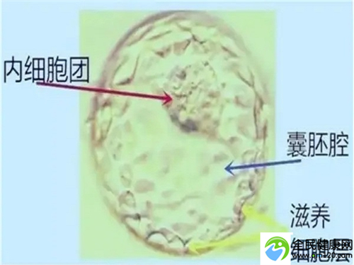 国内三代试管的姐妹们，三代试管国内可以**吗