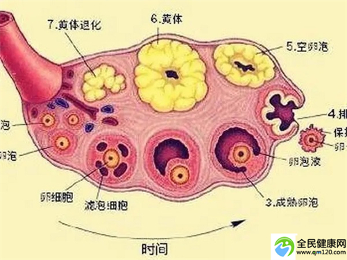 重庆试管三代费用，重庆三代试管婴儿**