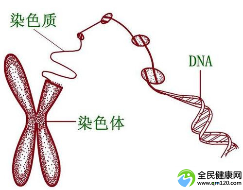 移植后试管染色体会变吗