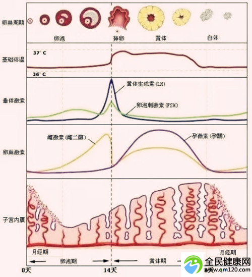 单身能做试管么（未婚能做试管婴儿吗）