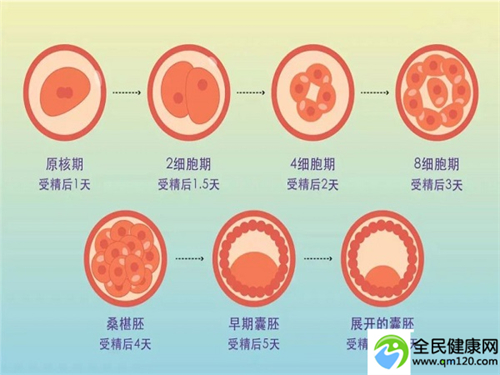 武汉三代试管哪里可以做[武汉国内第三代试管成功率]