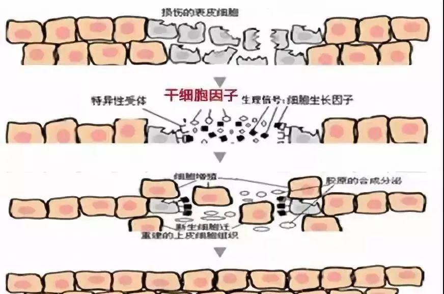 衰老的主要原因是机体干细胞流失