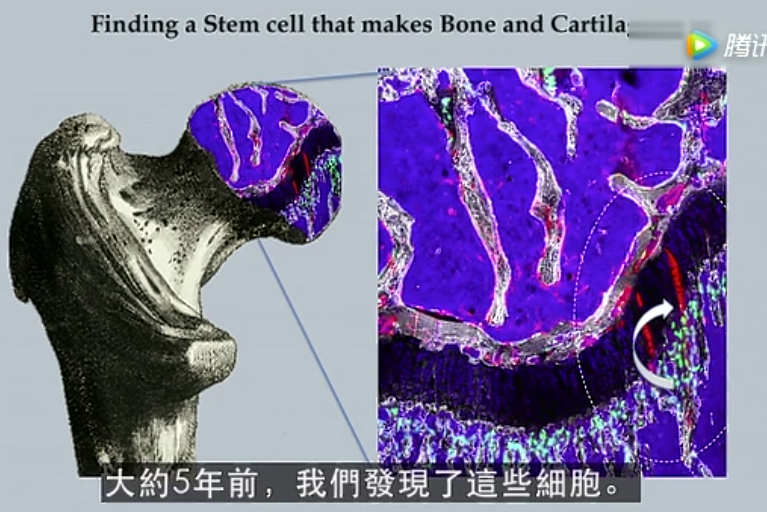 未来，细胞疗法或将成为治疗疾病的最佳选择