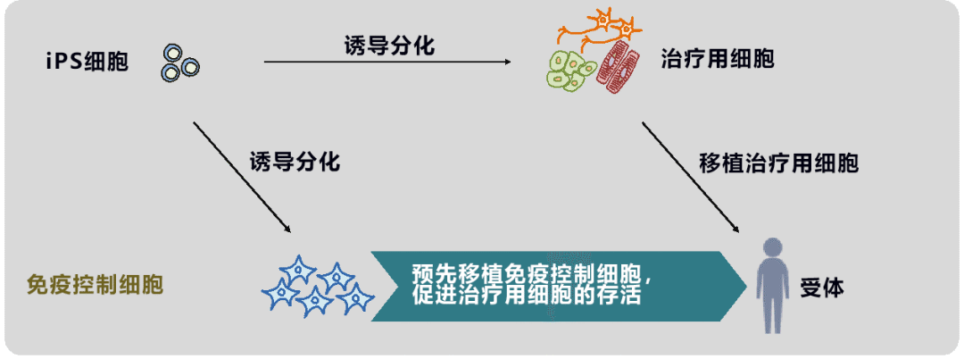 利用诱导多能干细胞（iPSCs）攻克帕金森的故事