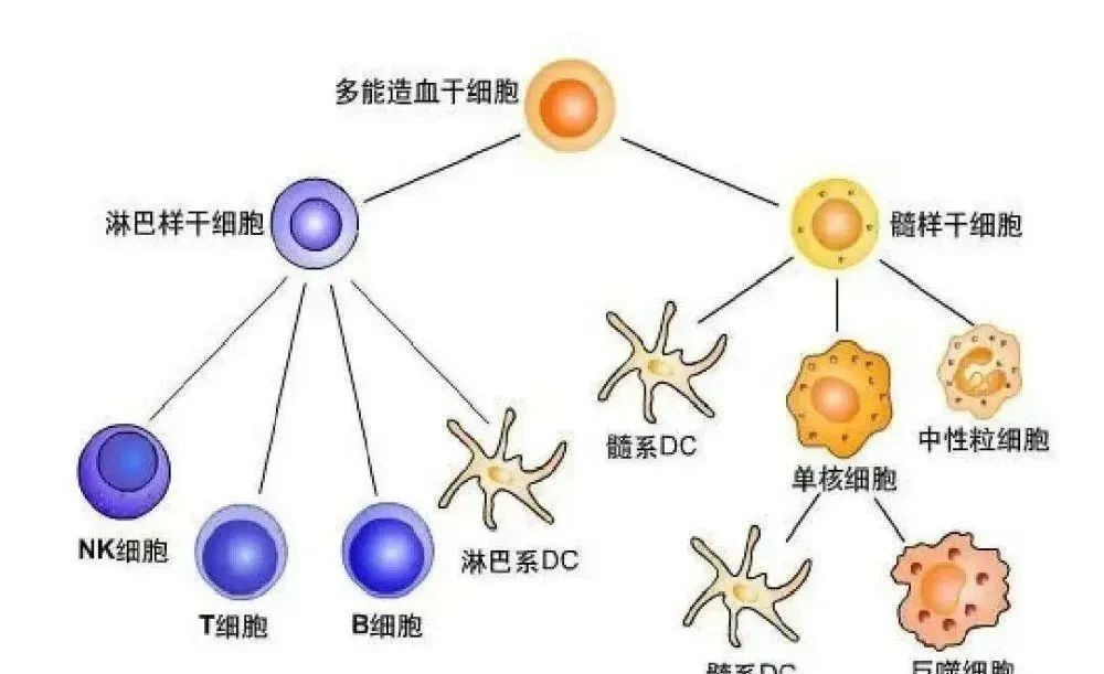 体内的免疫细胞如果衰老了，人体会有什么变化？