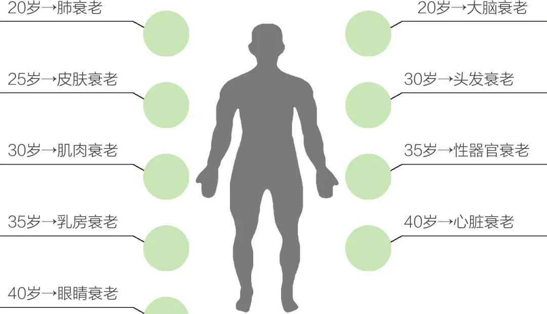 干细胞与男性生殖系统衰老