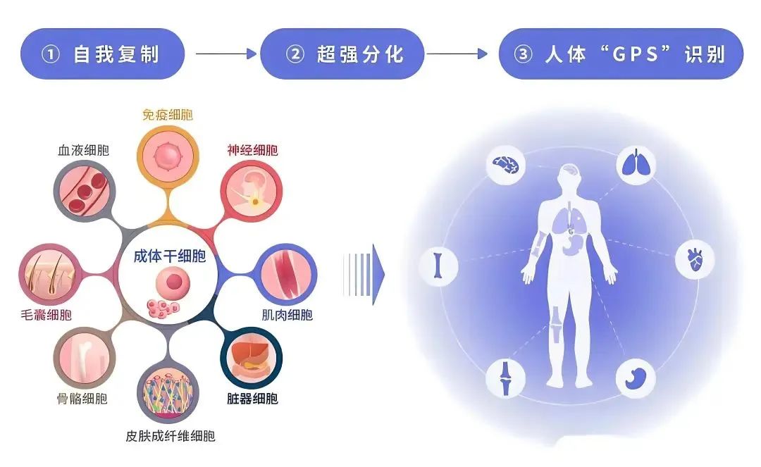 2024干细胞最新治疗疾病清单！