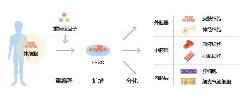 iPSC细胞技术，必将引领新一轮医疗革命