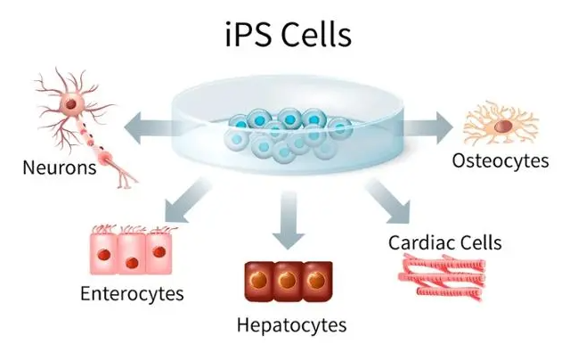 iPSC细胞技术，必将引领新一轮医疗革命