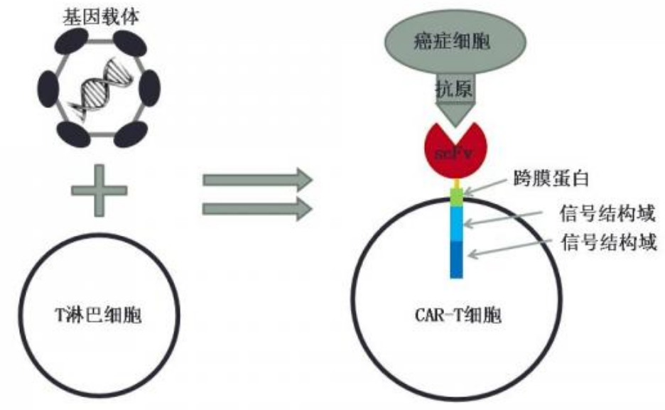 血液恶性肿瘤免疫治疗：CAR-T免疫疗法