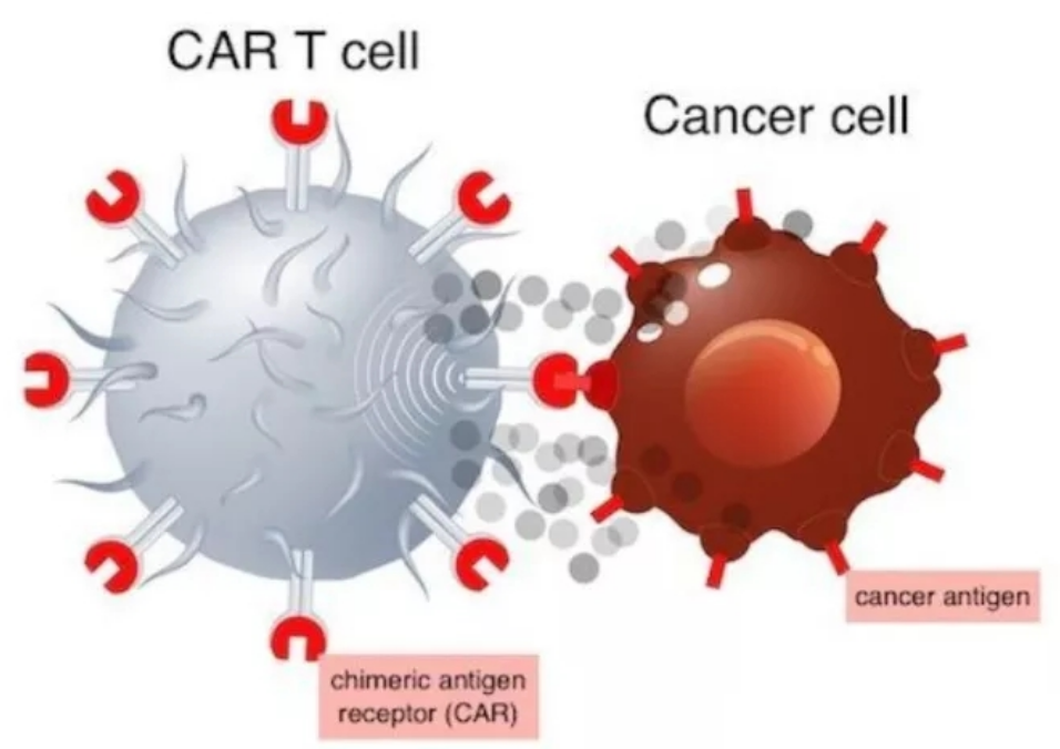 血液恶性肿瘤免疫治疗：CAR-T免疫疗法