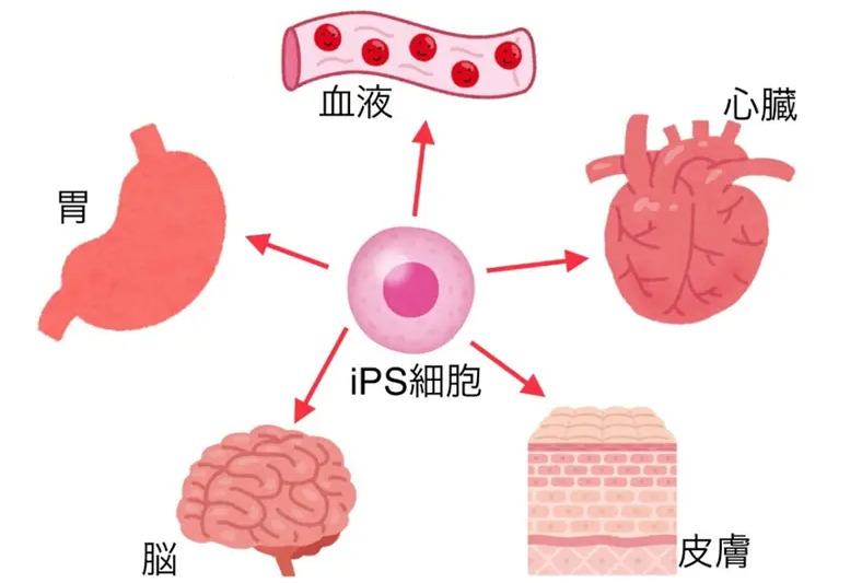 诱导多能干细胞(iPSC)来源的心肌细胞治疗心力衰竭(HF)的和安全性