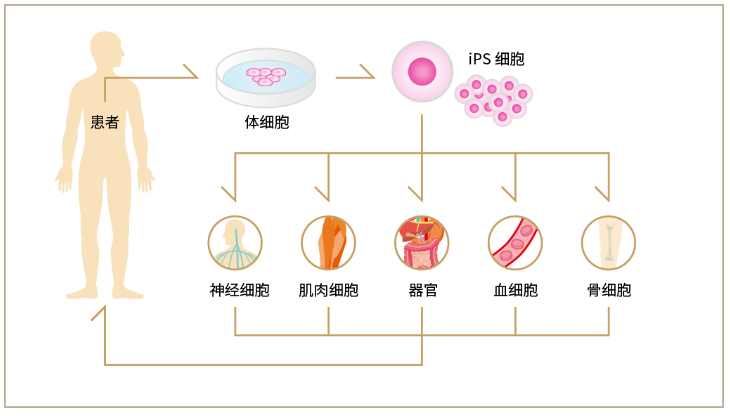 iPS细胞技术的出现将颠覆原有的细胞存储形式