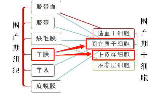 带你了解什么是人羊膜干细胞？以及它的特点和临床进展