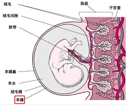 带你了解什么是人羊膜干细胞？以及它的特点和临床进展