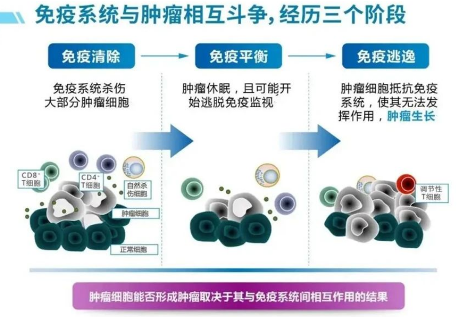 被誉为“细胞”的CIK免疫细胞疗法到底有什么特殊的作用