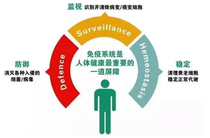 被誉为“细胞”的CIK免疫细胞疗法到底有什么特殊的作用