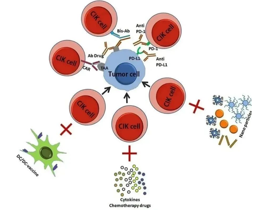 被誉为“细胞”的CIK免疫细胞疗法到底有什么特殊的作用