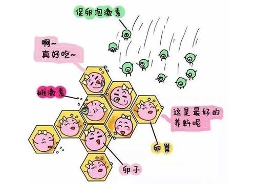 试管9c1胚胎有哪些优势35岁以下移植成功率较高