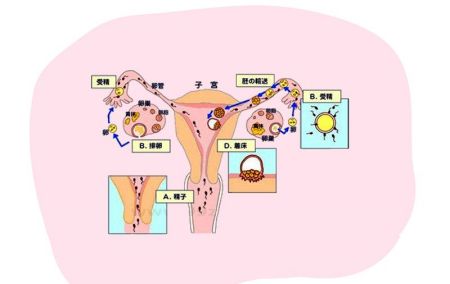 河北医科大学一院试管婴儿的成功率是多少