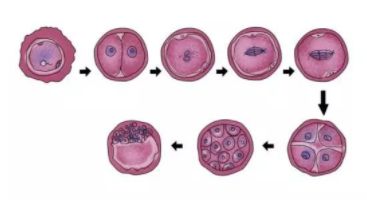 南昌第二附属医院试管婴儿费用大概多少，南昌大学二附院生殖医学中心