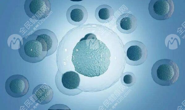 融合胚胎和囊胚哪个好?哪个成功率高?