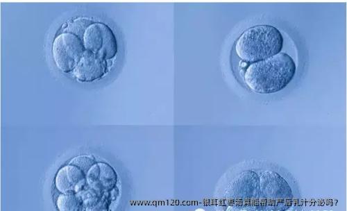 银耳红枣汤真能帮助产后乳汁分泌吗？