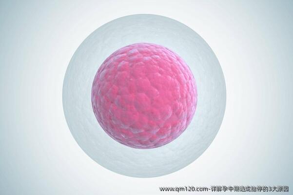 详解孕中期造成胎停的3大原因