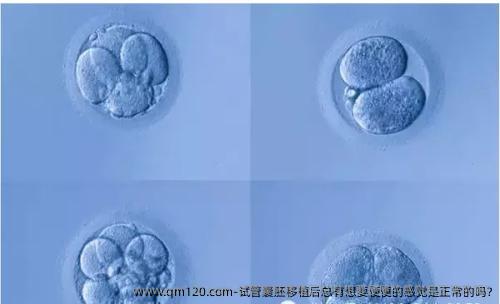 试管囊胚移植后总有想要便便的感觉是正常的吗?