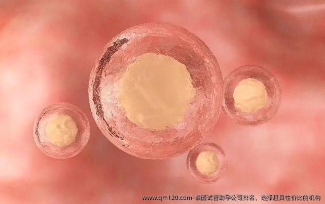 泰国试管助孕公司排名，选择超具性价比的机构