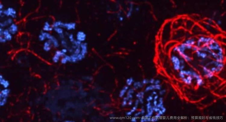 泰国三代试管婴儿费用全解析：预算规划与省钱技巧