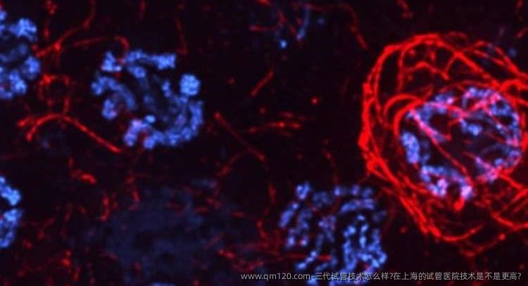 三代试管技术怎么样?在上海的试管医院技术是不是更高?