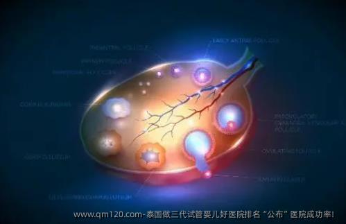 泰国做三代试管婴儿好医院排名“公布”医院成功率！