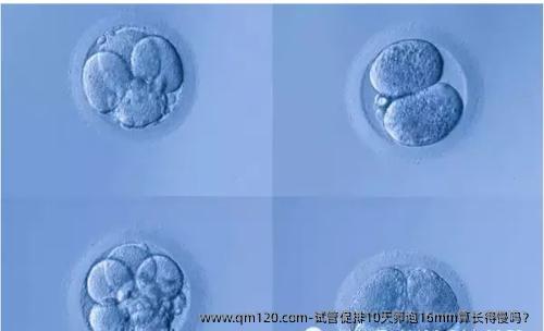 试管促排10天卵泡16mm算长得慢吗？