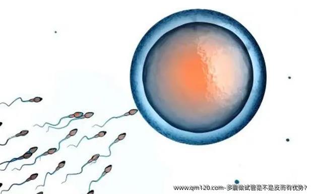 多囊做试管是不是反而有优势？