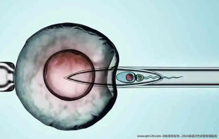 从检查到验孕...2024泰国三代试管移植指南